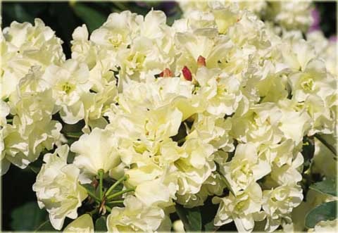 Rododendron wielkokwiatowy Creamy Chifon - Rhododendron Creamy Chifon